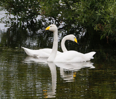 Whooper Swans, adult couple