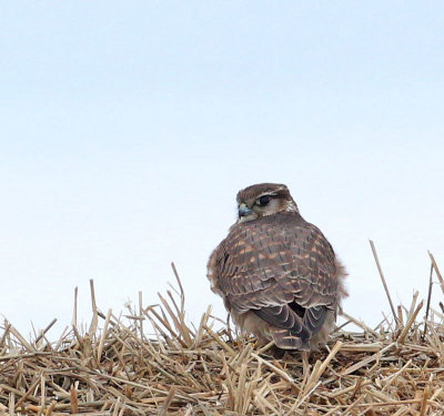Merlin, first winter