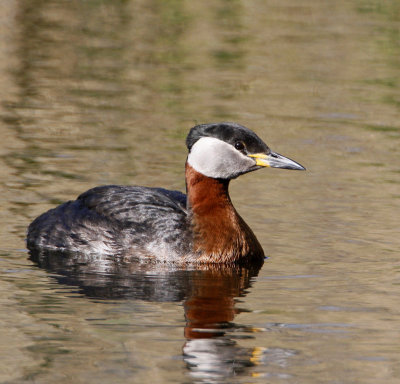 Red-necked Grebe, (Gråhakedopping)