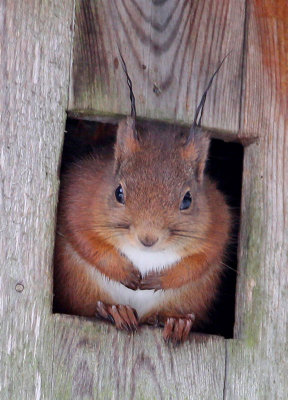 Eurasian Red Squirrel. Use my nesting box for owls as his winter home