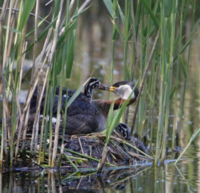 Red-necked Grebe, female with youngs
