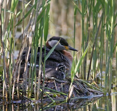 Red-necked Grebe, female with young