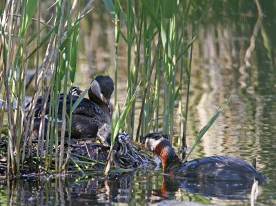 Red-necked Grebe, family at nest