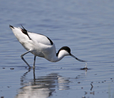Pied Avocet, looking for food