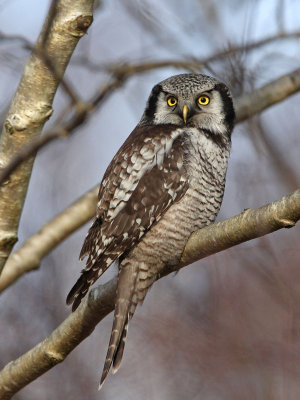 Northern Hawk Owl