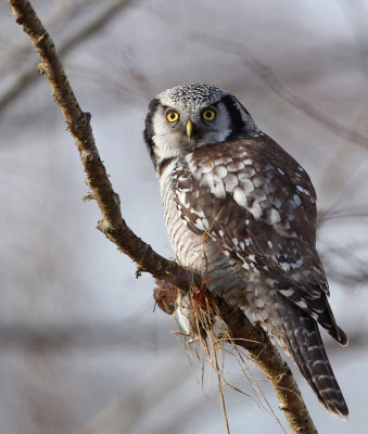 Northern Hawk Owl, with pray