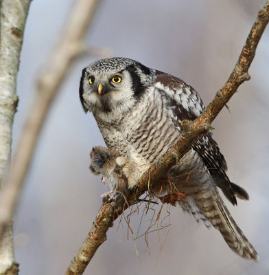 Northern Hawk Owl, eating a mould