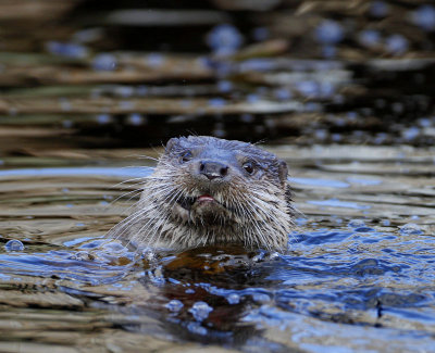 European Otter, with fish