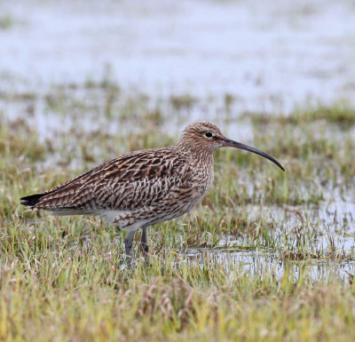 Eurasian Curlew, male