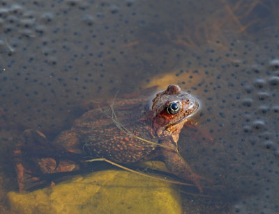 Common Frog, Vanlig groda, i lekplen
