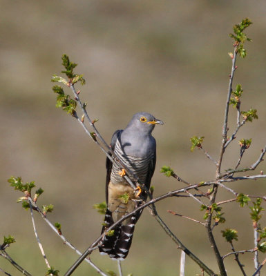 Common Cuckoo, adult male, in soft evening light