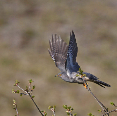 Common Cuckoo, adult male
