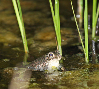 Green toad, Grnflckig padda