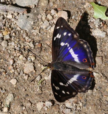 Butterflies/Fjärilar (Lepidoptera)