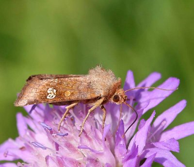 Ängsstamfly, (Amphipoea fucosa)