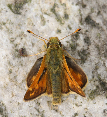Ängssmygare, hane, (Ochlodes sylvanus)