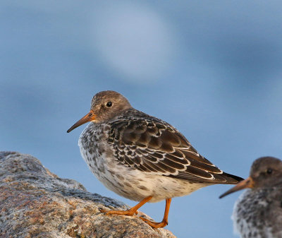 Purple Sandpiper, 1 autumn