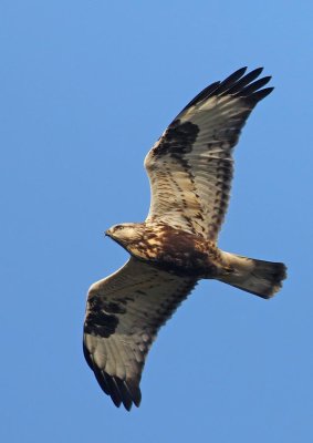 Rough-legged Buzzard, juvenile
