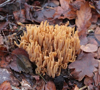 Granfingersvamp, (Ramaria eumorpha)