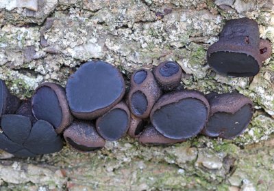 Limsvamp, (Bulgaria inquinans)
