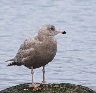 Glaucous Gull, 2nd cy