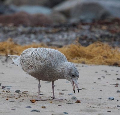 Glaucous Gull, 2nd cy