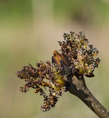 European Ash, (Fraxinus excelsior)
