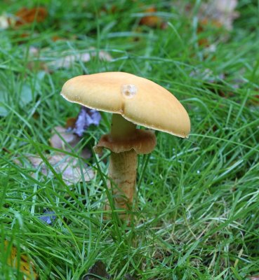 Gyllenskivling, (Phaeolepiota aurea)