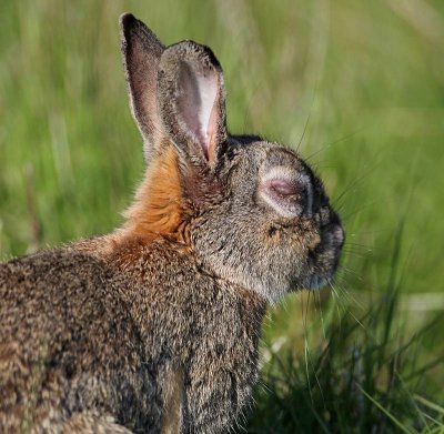 European Rabbit, sick in myxomatosis