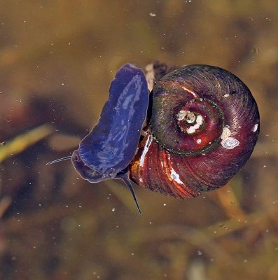 Posthornssncka, (Planorbarius corneus)