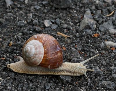 Vinbergssncka, (Helix pomatia)