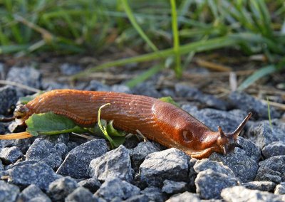 Spansk skogssnigel, (Arion lusitanicus)