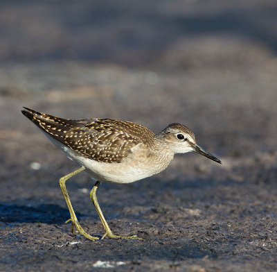 Wood Sandpiper, juv.