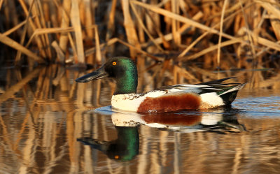 Canard Souchet