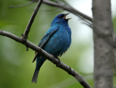 Passerin Indigo