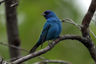 Passerin Indigo 