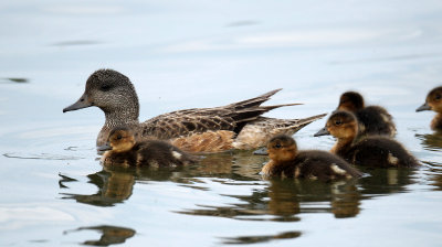 Canards d'Amrique