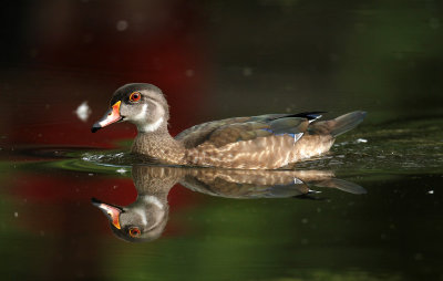Canard Branchu 
