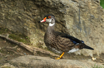 Canard Branchu
