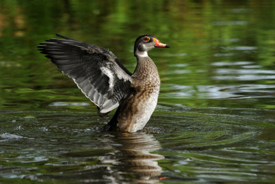 Canard Branchu 