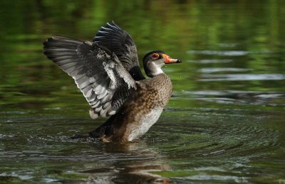 Canard Branchu 
