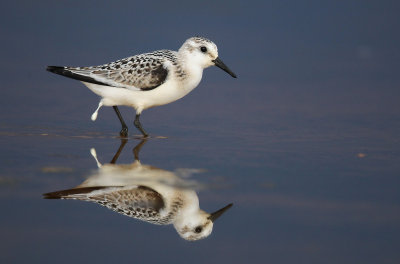 Bcasseau sanderling 