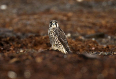 Faucon Pelrin juvnile