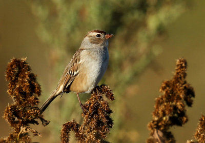 Bruant couronne blanche juvnile