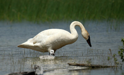 Cygne trompette et son petit 