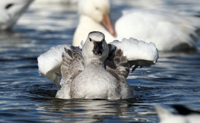 Oie des neiges juvnile