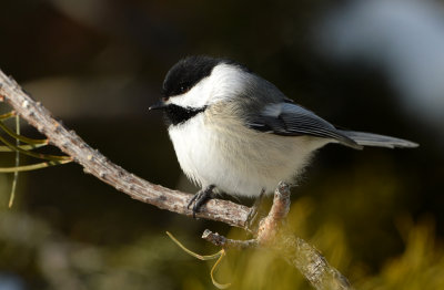 Mésange tête noire