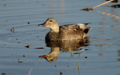 Canard chipeau