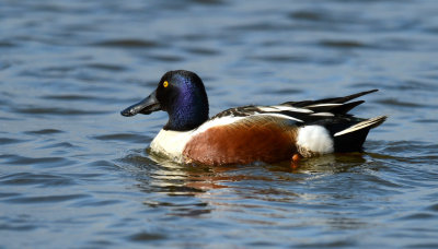 Canard souchet