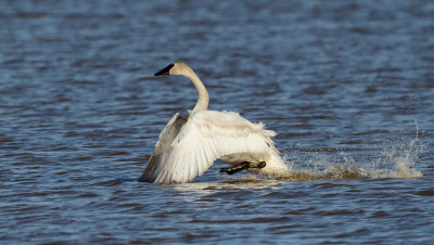 Cygne Trompette 